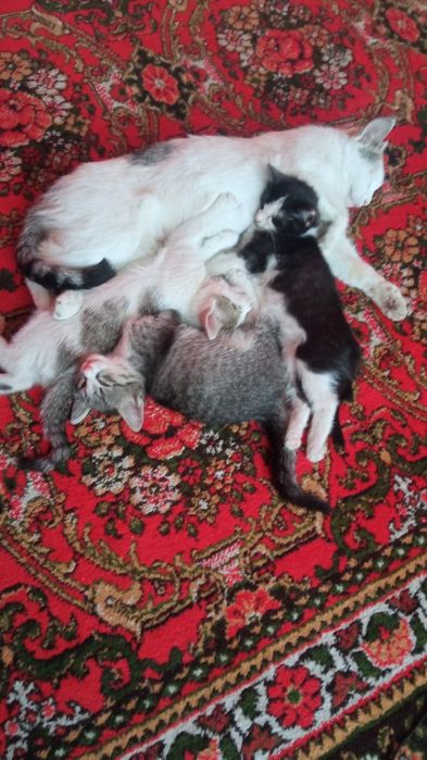 Отдам даром в хорошие руки котёнка