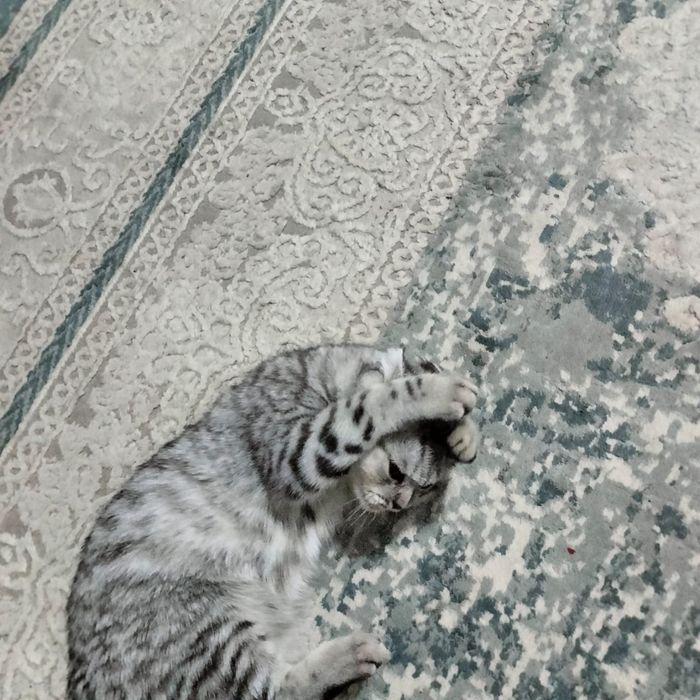 Котёнок вислоухий, возраст 6 месяцев