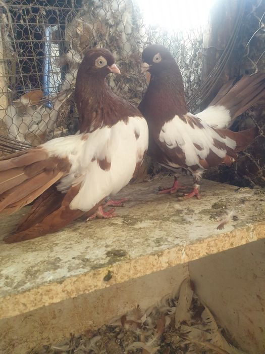 Белослатински гълъби