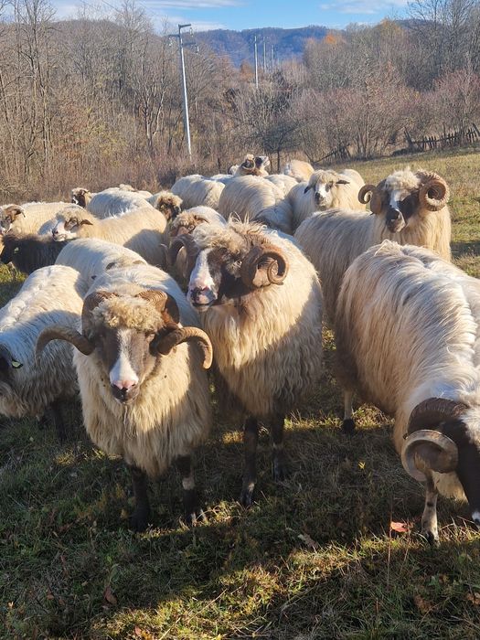 Vând berbeci sau schimb cu oi