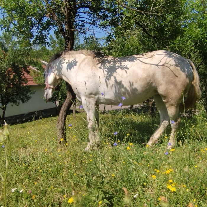 Iapă de vânzare 5 ani