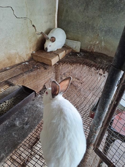 Зайци калифорнийски