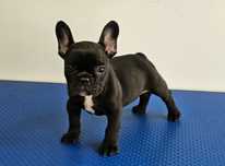 Mascul Bulldog francez negru