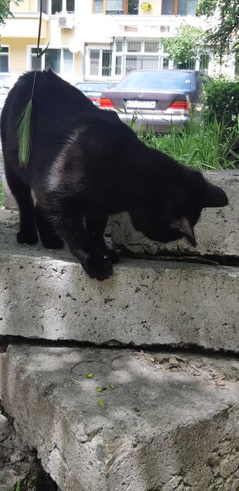 Мила и гушкаща  женска черна котка!