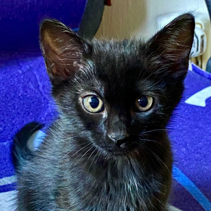 Подарявам домашно мъжко черно коте Ozzy