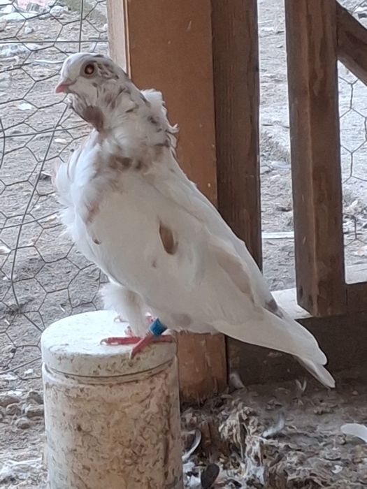 Porumbei pescarusi chinezi