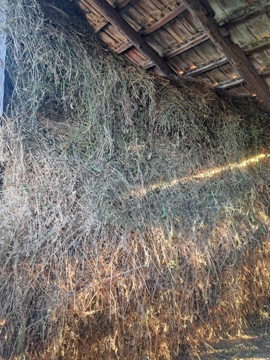 Vând lucernă de anu acesta