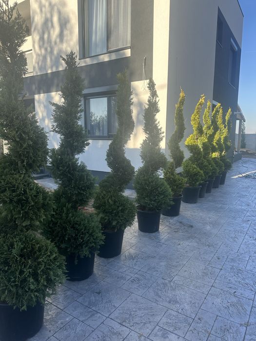 Brazii din pepiniera la ghiveci