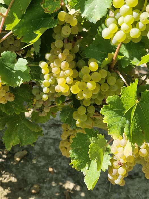 Struguri și vịn alb demisec de Târnava