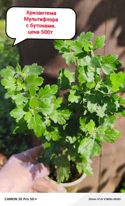 Акция!!! СКИДКА -10% при покупке от 3 штук!