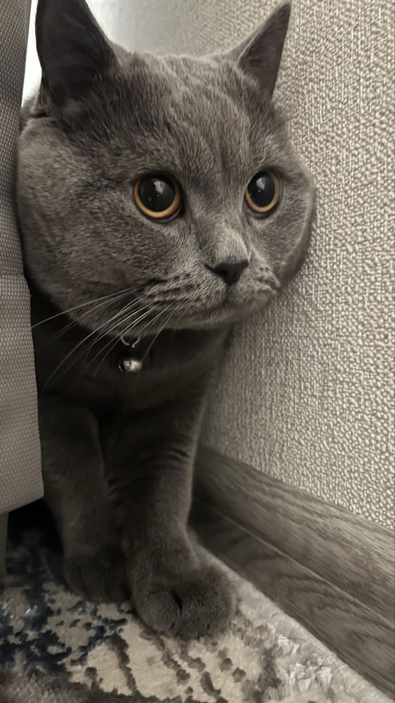 Срочка нужна девочка кошка.