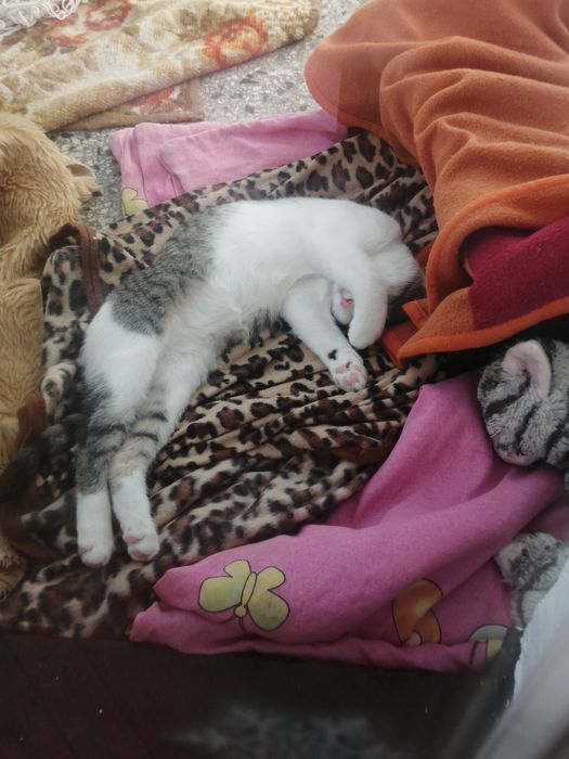 Коте порода Любов