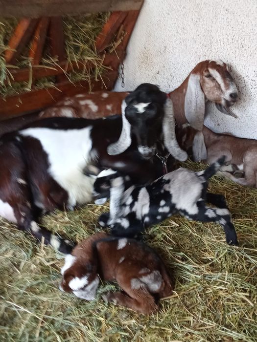 Vând Capre Anglonubiene