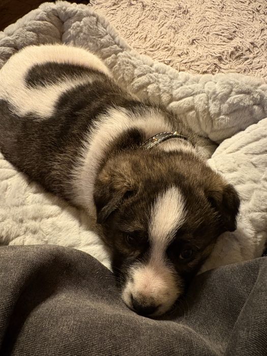 Donez catel Floresti