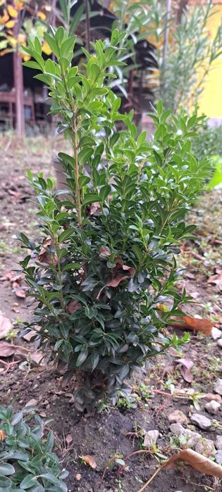 Gard viu specia Buxus