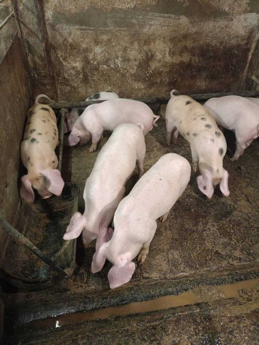 Продавам прасета