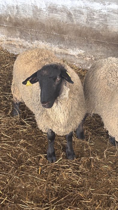 berbec suffolk varsta 10 luni