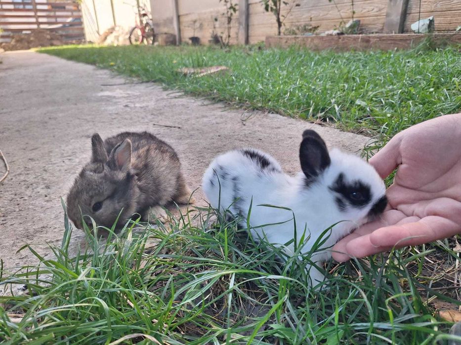 Iepurași cap de leu