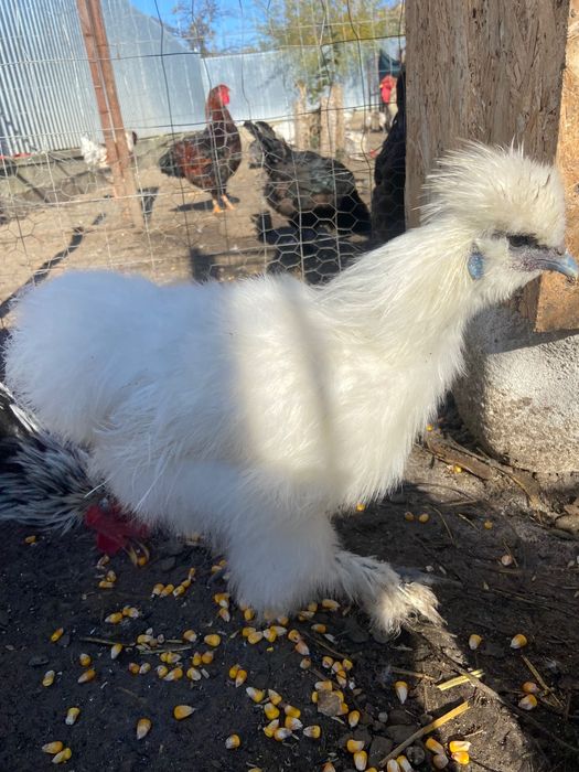 Pereche mătase japoneză