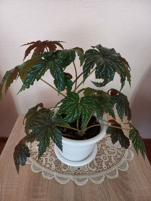 Продам домашнее растение