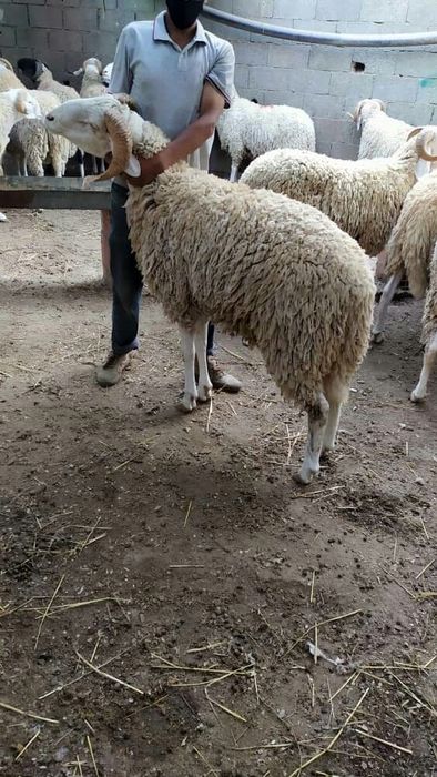 Қой, Қошқар бараны овцы