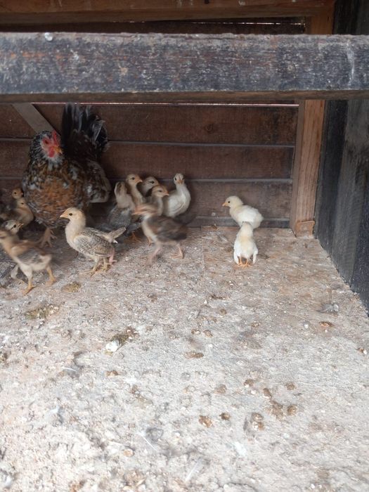 Pui pasărea Phoenix 3 săptămâni