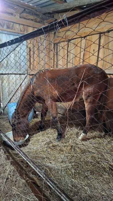 Продам сатам Жабагы