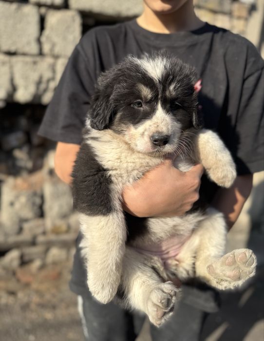 Алабай САО Тобет