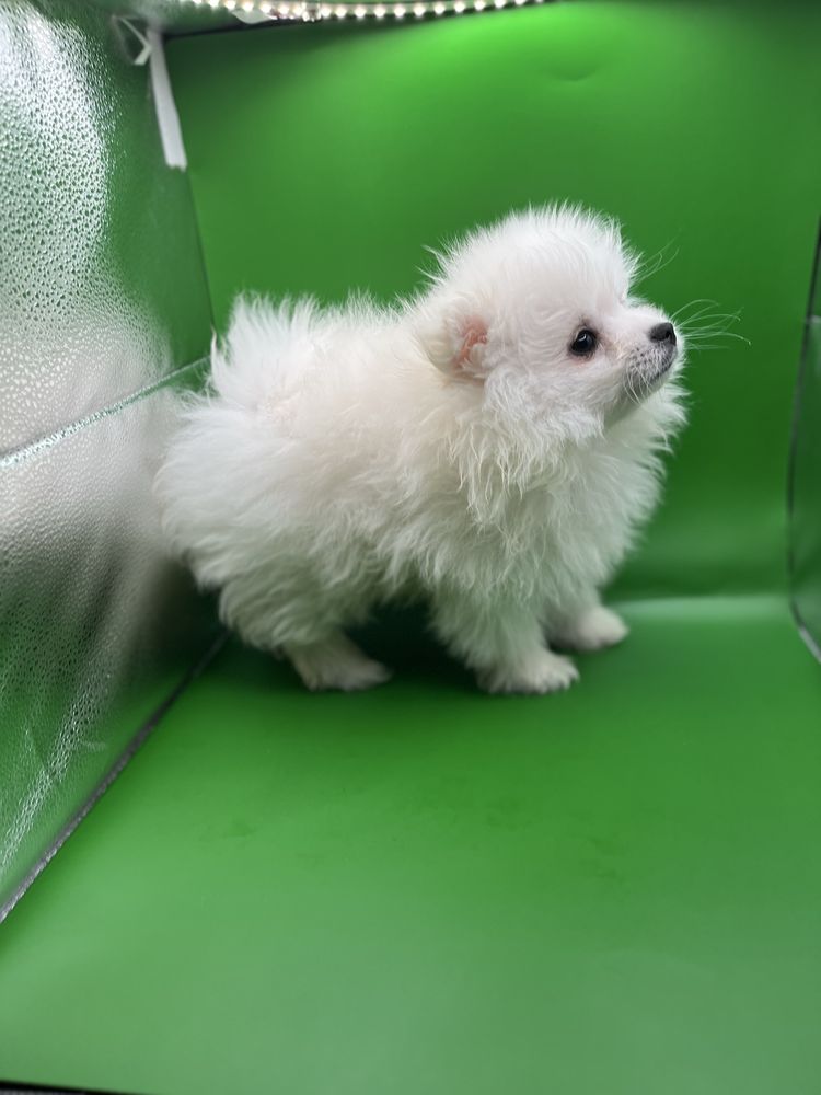 Baietel pomeranian