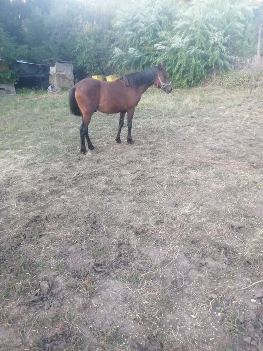 Vând cârlan de 1an și 7 luni