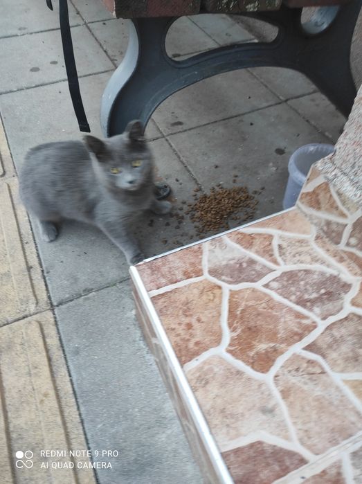 Сивушко търси дом на 6м е