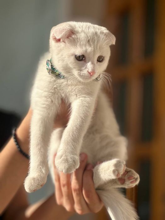 Продам кошку егепитский мау  и котята