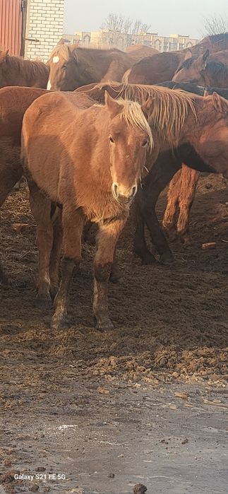 Жылқы сатылады,жабағы,тай,құнан,байтал,бйе ,айғыр