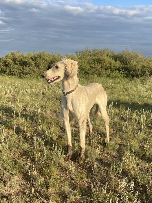 Тазы 4 жасар ауызданған ұрғашы