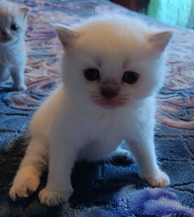 Продаются котята