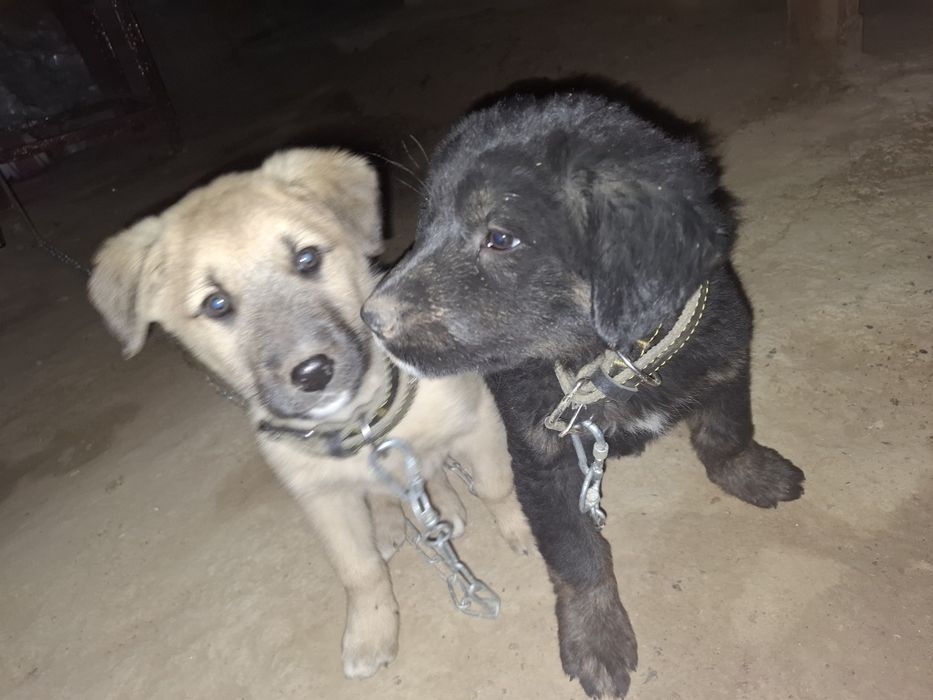 Отдам срочно щенят в хорошие руки