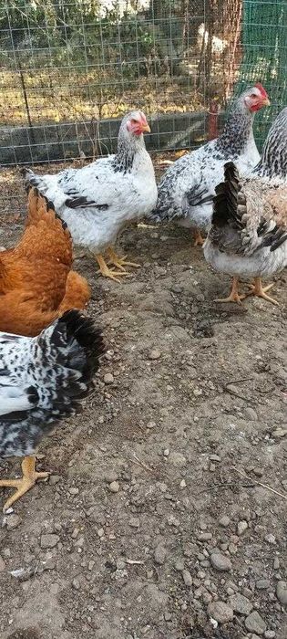 Vând puicuțe rasă mixtă din luna mai 2025.