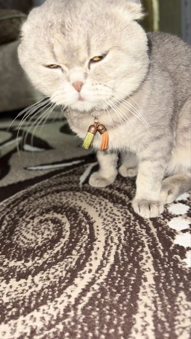 Шотландская вислоухая