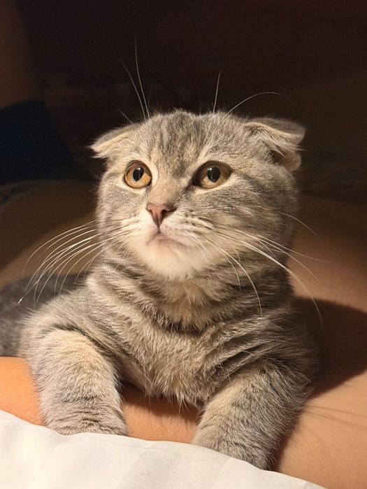 Вислоухий кот 1шт