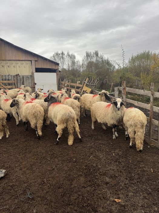 Oi breze miei berbeci