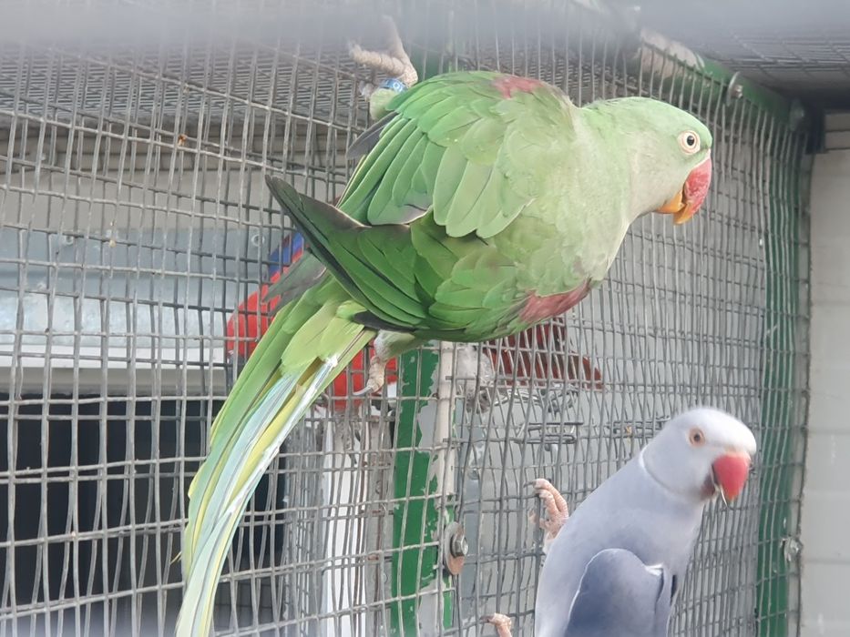 Papagal Marele Alexandru, 2023, femela