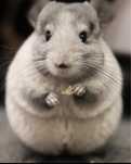 Șinșilă pui chinchilla + accesori