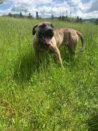 Catei presa canario