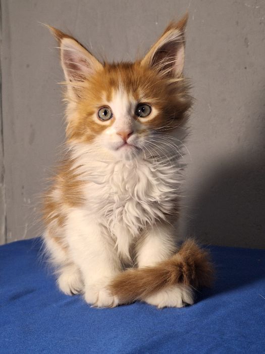 Мейн-кун из питомника