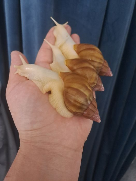 Ахатина радашка албинос и стандарт