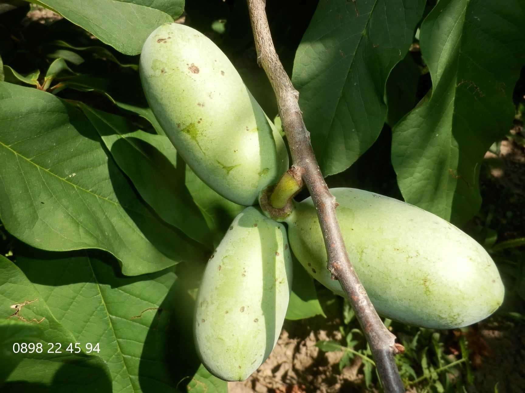 Asimina triloba, Асимина, Пау-пау, Индиански банан