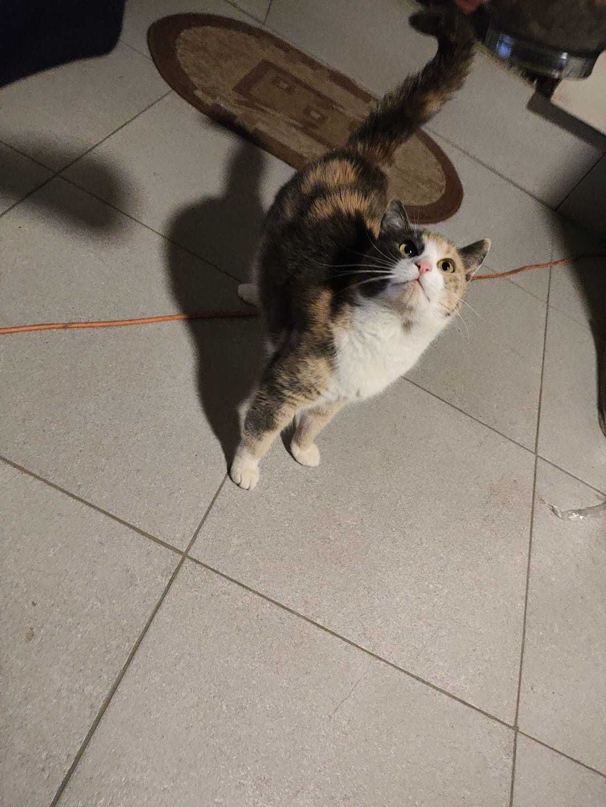Cat sitter Timisoara ( bona pentru pisici)