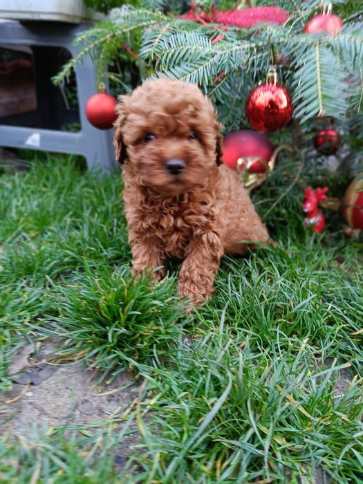 Той пудел toy pudel