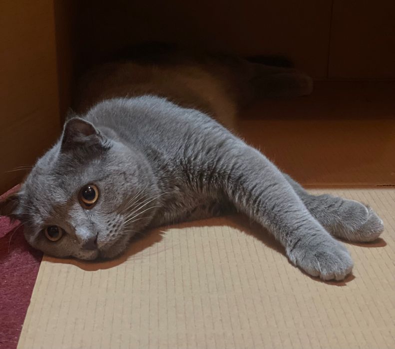 Вязкага. Сотилмиди! Для вязки. Не продается!