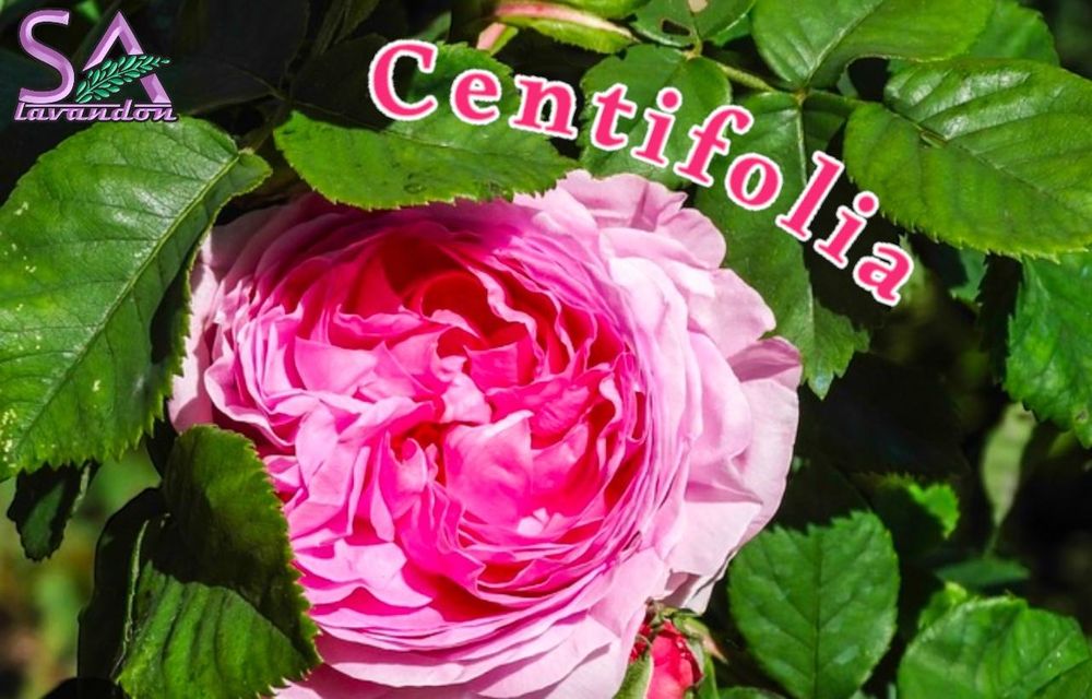 Trandafiri de Dulceata